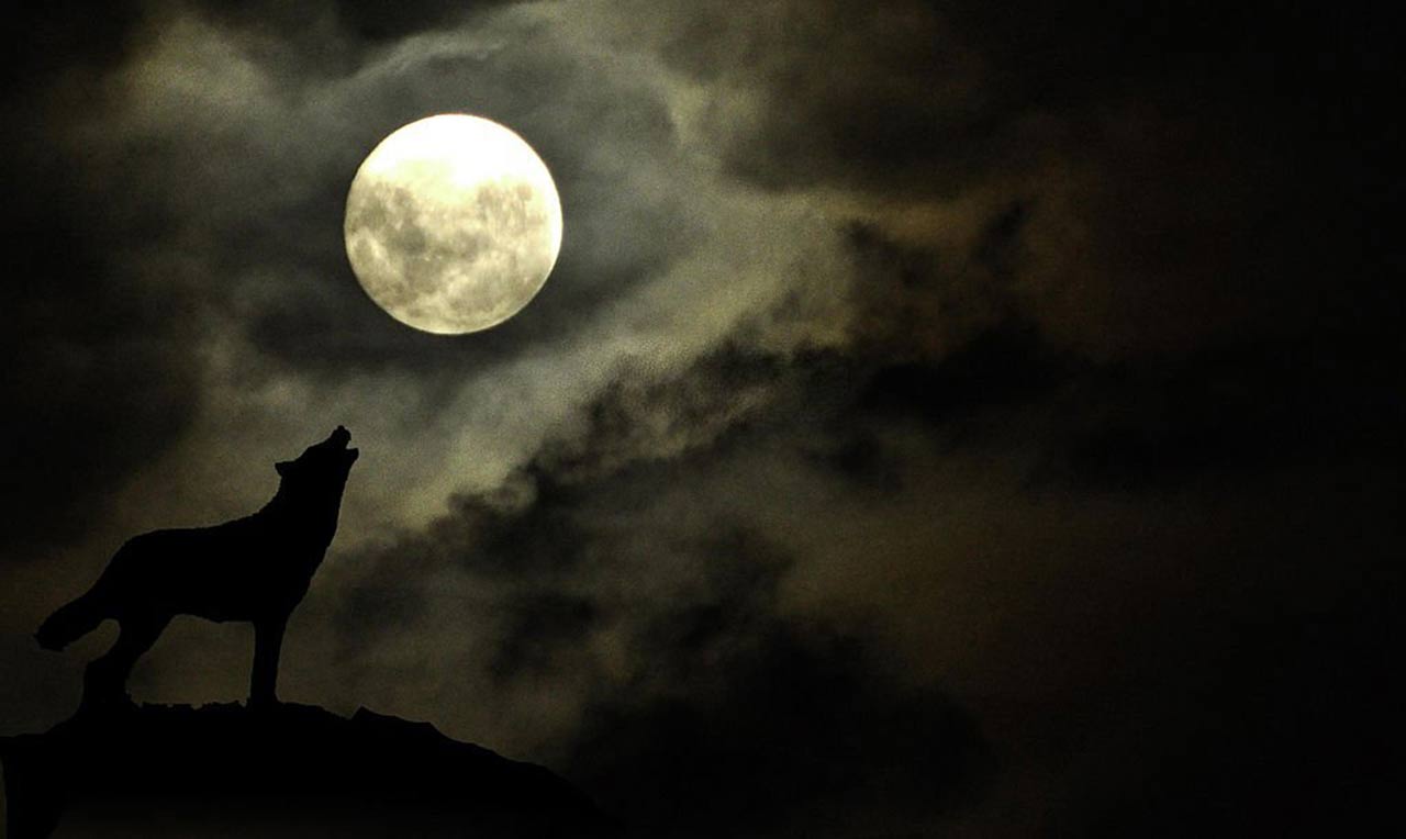 Рисунок волк и луна