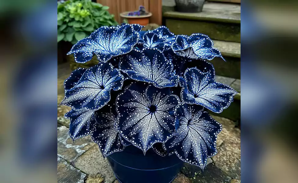 Begonia plant