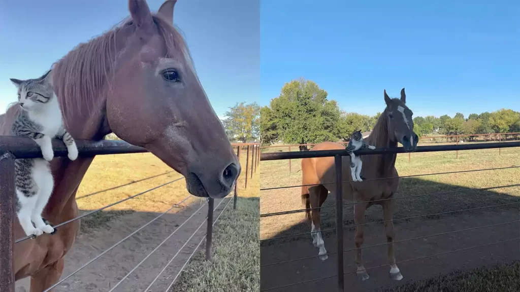 Cat and Horse